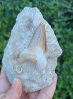 Requin - Dents fossiles - otudus obliqus (Sans prix de, Collections