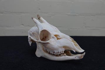 rare tusked roebuck Schedel - Capreolus capreolus - 19 cm -, Verzamelen, Nieuw