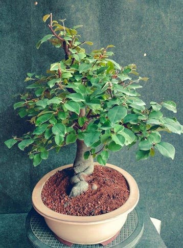 Pseudocidonia sinensis - Hoogte (boom): 50 cm - Diepte