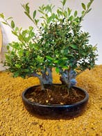 Japanese holly bonsai (Ilex crenata) - Hoogte (boom): 23 cm