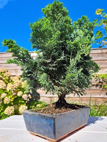 XL Chamaecyparis bonsaipot - Hoogte (boom): 40 cm - Diepte