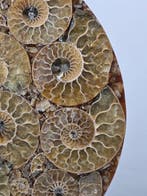 Ammoniet - Gefossiliseerd dier - Aioloceras (Cleoniceras)