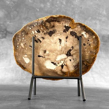 Magnifique tranche de bois pétrifié sur un socle