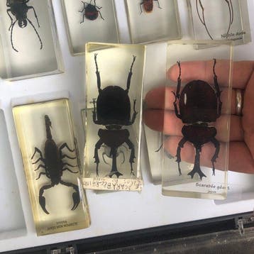 Insekt Taxidermie volledige montage - plusures insecte - 0, Nieuw