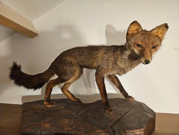 Rode vos Taxidermie volledige montage - Vulpes vulpes - 51