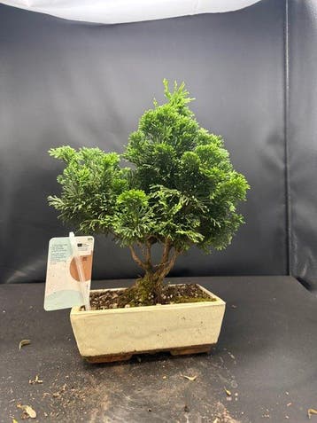 Bonsaï Cyprès du Japon (Chamaecyparis obtusa) - Hauteur