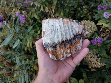 Wolharige mammoet - Fossiele kies - Mammuthus primigenius, Verzamelen, Mineralen en Fossielen