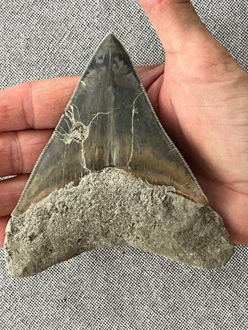 Megalodon tand 11,5 cm - Fossiele tand - Carcharocles, Collections