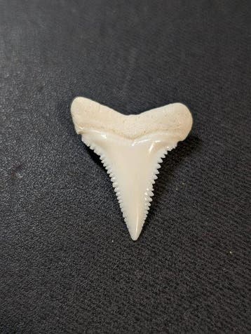Grand requin blanc Dent - Carcharodon carcharias - with, Collections