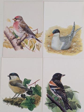 Belgique - Les oiseaux d’A. Buzin – cartes, Gestempeld