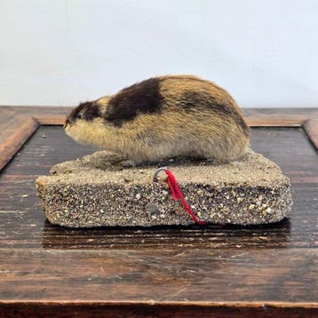 Lemming Taxidermie volledige montage - Lemmus lemmus - 10 cm, Nieuw