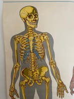 Van Goor - VAN GOORS ANATOMISCHE WANDPLATEN 1 - jaren 1950