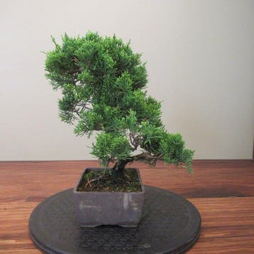 Juniperus sinensis - Hoogte (boom): 24 cm - Diepte (boom):