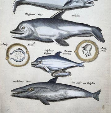Matthäus Merian (1593-1650) - hand coloured folio: Sea