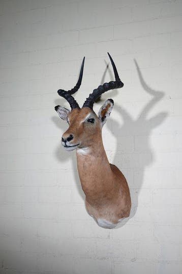 Impala Taxidermie wandmontage - Aepyceros melampus----NO, Verzamelen, Nieuw