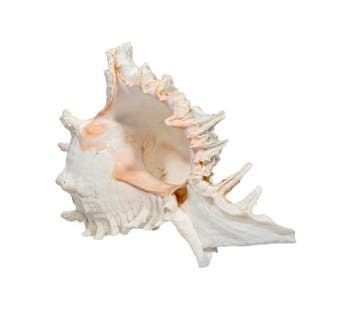Grote witte reuzenmurex XXL  stekelslak Taxidermie