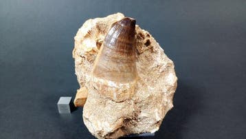 Haai en Mosasaurus - Fossiele tanden - Otodus Obliquus y