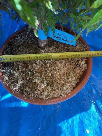 Drietand Esdoorn (Acer Buergerianum) - Hoogte (boom): 35 cm