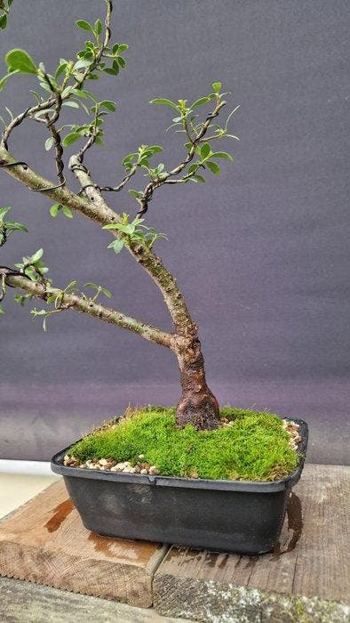 Bonsai van Ilex crenata - Hoogte (boom): 40 cm - Diepte, Antiquités & Art, Curiosités & Brocante