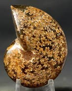 Uitstekende ammoniet - Gefossiliseerd dier - Phylloceras, Verzamelen