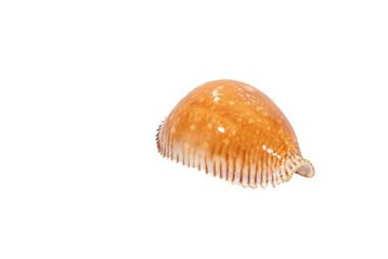 Perisserosa guttata guttata - Legendarische Grote, Verzamelen, Nieuw
