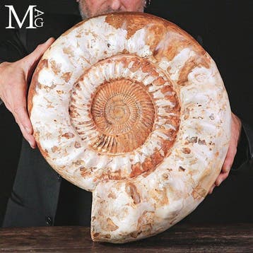 Grote jurassische Kranaosphinctes ammonietfossiel - Perfecte, Nieuw