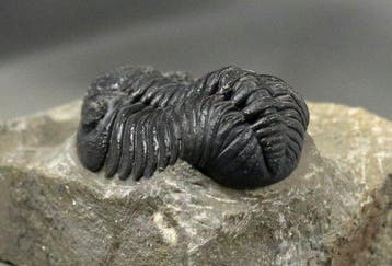 Trilobiet van hoge kwaliteit - - Gefossiliseerd dier -