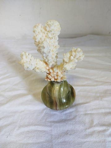 Koraal Koraal - Pocillopora (Zonder minimumprijs)