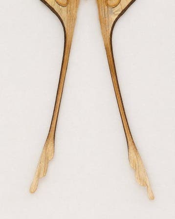 Vlinder Taxidermie wandmontage - Argema mittrei - 39 cm - 26