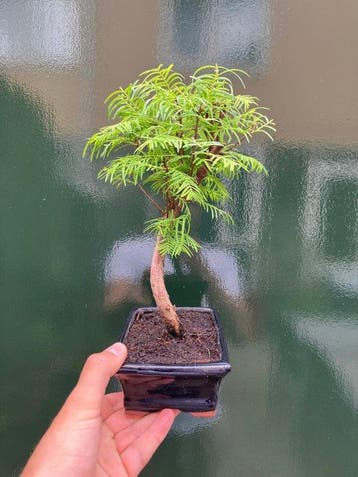Metasequoia Bonsai - Hoogte (boom): 24 cm - Diepte (boom):