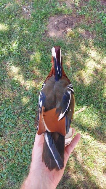 Canard Support de corps entier pour taxidermie - Mandarin