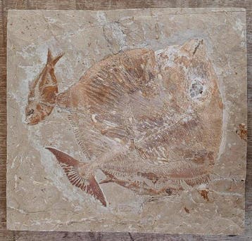 Vis - Fossiele plaatmatrix - Paleobalistum and 2 Armigatus -