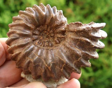 Ammoniet van Troyes Frankrijk - Gefossiliseerde schelp -