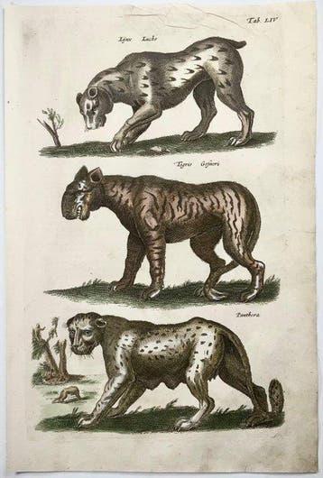 Matthäus Merian (1593-1650) - Tiger, Panther, Leopard, Lynx