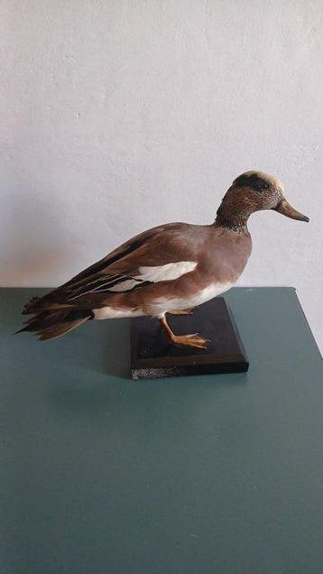 Amerikaanse grote vis Taxidermie volledige montage - Mareca