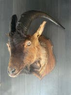 bok Taxidermie volledige montage - Capra aegagrus - 40 cm -