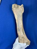 Belle tibia, très rare et de grande taille, dun rhinocéros, Collections