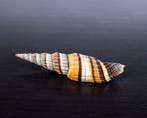 Belle coquille, objet de collection Coquillage marin -, Nieuw