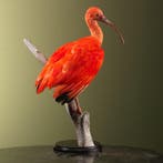 Rode Ibis Taxidermie Opgezette Dieren By Max, Verzamelen, Ophalen of Verzenden, Nieuw, Vogel, Opgezet dier