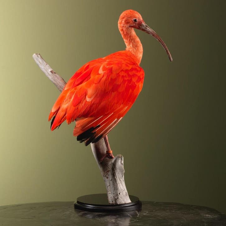 Rode Ibis Taxidermie Opgezette Dieren By Max, Verzamelen, Dierenverzamelingen, Opgezet dier, Nieuw, Vogel, Ophalen of Verzenden