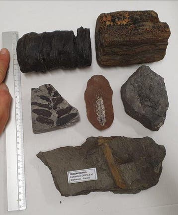 graines, cônes, racines et feuilles du Carbon - Plaque de
