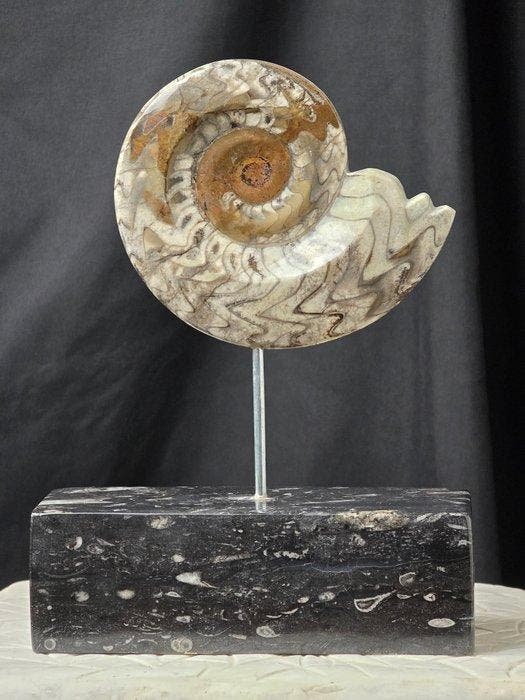 Ammoniet - Gefossiliseerd dier - Goniatite - 29.5 cm, Collections, Minéraux & Fossiles