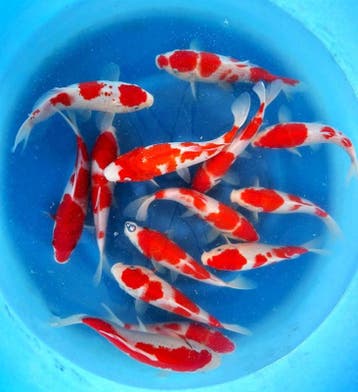 Hirasawa Marusei 22-27cm (Japanse Koi), Ophalen of Verzenden