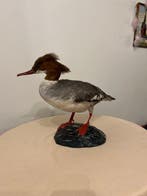 Eend Taxidermie volledige montage - Mergus serrator - 32 cm, Nieuw