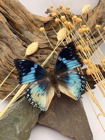 Vlinder Taxidermie volledige montage - Charaxes smaragdalis