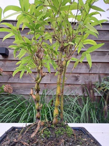 Bambou à ventre de Bouddha (Bambusa ventricosa) bonsai -