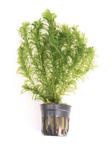 Eleodea Densa (Aquariumplanten, Aquarium producten), Verzenden, Plant(en), Steen of Hout