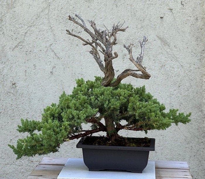 Jeneverbes bonsai (Juniperus) - Hoogte (boom): 32 cm -, Antiek en Kunst, Curiosa en Brocante