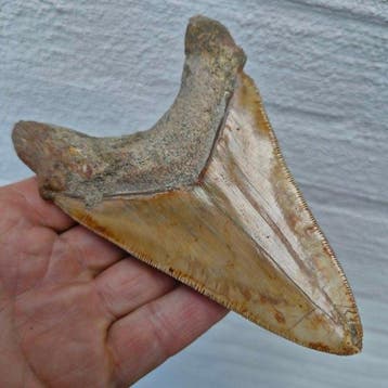 Grand requin mégalodon de qualité ultra dentée - Dent