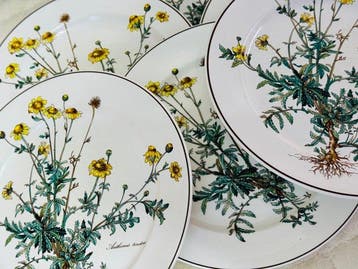 Villeroy & Boch - Bord (6) - Botanica - Keramiek -, Antiek en Kunst